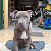 Pitbull ukc originale