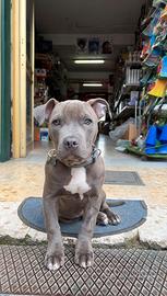 Pitbull ukc originale