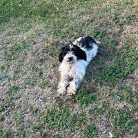 Lagotto /cocker da tartufi