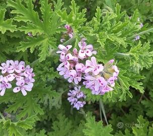 10 Talee di Geranio citronella profumato