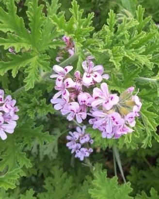 10 Talee di Geranio citronella profumato