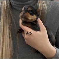 Yorkshire terrier femmina con pedigree E.N.C.I