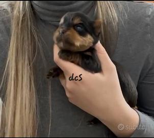 Yorkshire terrier femmina con pedigree E.N.C.I