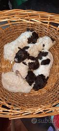 Lagotto romagnolo