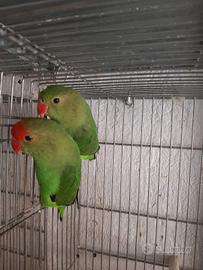 Inseparabili taranta