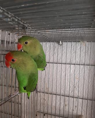 Inseparabili taranta