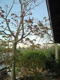 chorisia speciosa (pianta bottiglia)