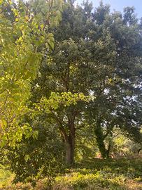 Terreno agricolo