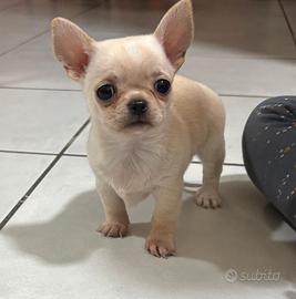 Cucciolo chihuahua