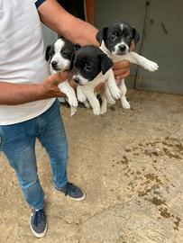 Cuccioli jack russel