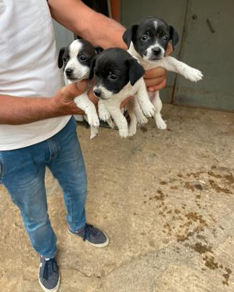 Cuccioli jack russel