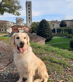 Golden retriever femmina sterilizzata con pedigree