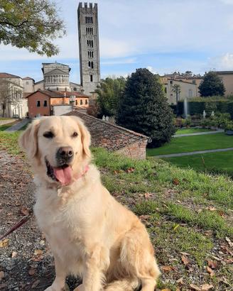 Golden retriever femmina sterilizzata con pedigree