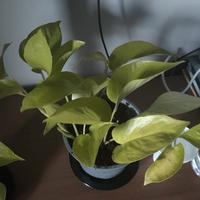 pothos neon 