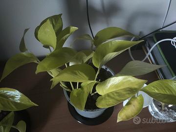 pothos neon 