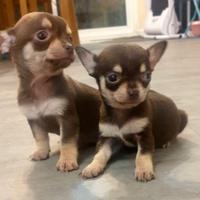 Cuccioli chihuahua maschi color cioccolato