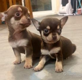 Cuccioli chihuahua maschi color cioccolato