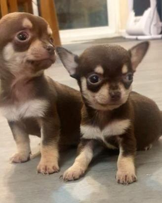 Cuccioli chihuahua maschi
