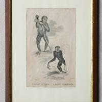 Antica Stampa Inglese con Scimmie - 1879