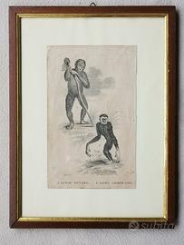 Antica Stampa Inglese con Scimmie - 1879
