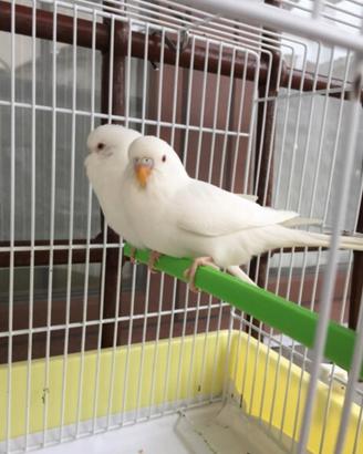 Pappagalli cocorite albine