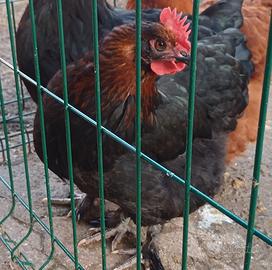 Marans (gallina)