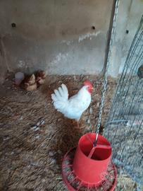 Galletti incrocio ovaiola x livornese