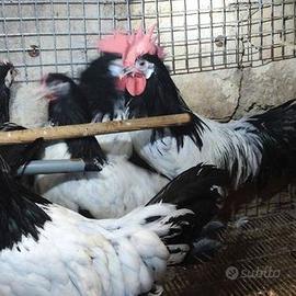 Pollastrelle in purezza Lankenvelder