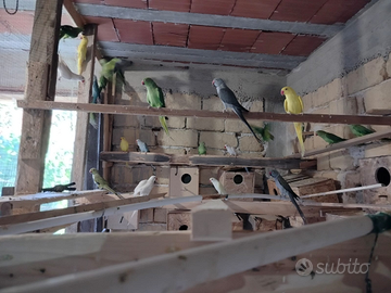 Parrocchetti dal collare