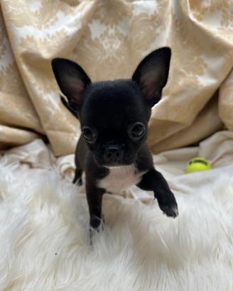 Chihuahua Cioccolato