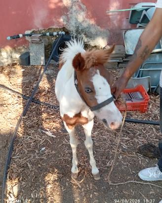 mini pony 
