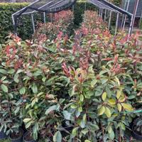 Photinia 