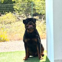 Rottweiler per monte