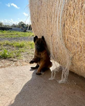 Cucciolo pastore