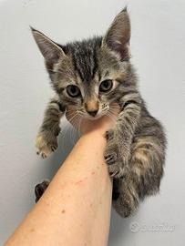 Gattina 3 mesi