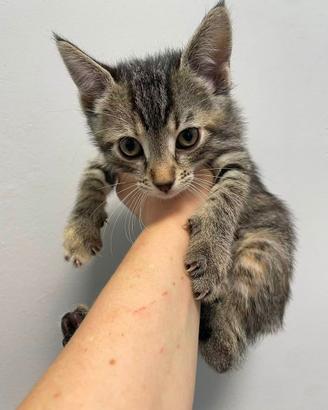 Gattina 3 mesi