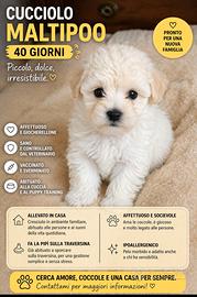 Cuccioli maltipoo