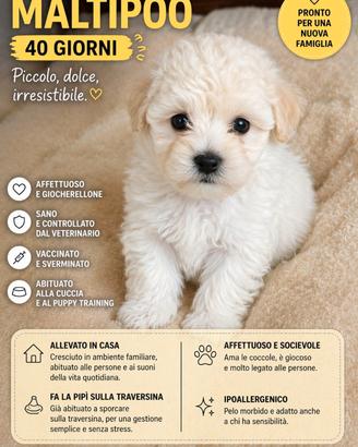 Cuccioli maltipoo