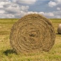 Fieno cavalli e mucche