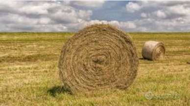 Fieno cavalli e mucche