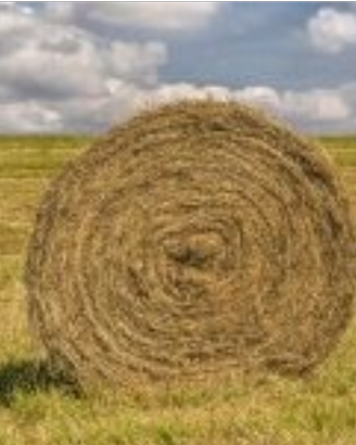 Fieno cavalli e mucche