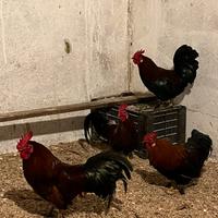 Galletti Americanini