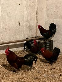 Galletti Americanini