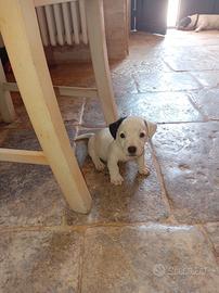 Jeck Russell terrier cuccioli