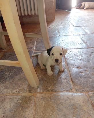 Jeck Russell terrier cuccioli