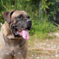 Cuccioli Cane Corso con Garanzia sanitaria