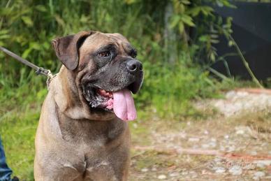 Cuccioli Cane Corso con Garanzia sanitaria