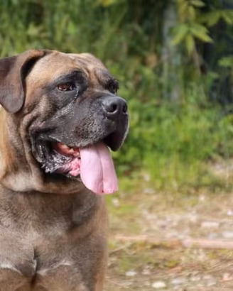Cuccioli Cane Corso con Garanzia sanitaria