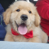 Golden retriever linea 100% americana