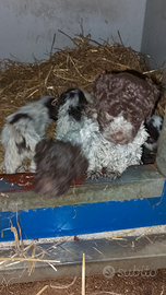 Cuccioli Lagotto romagnolo pedigree roi da Tartufo